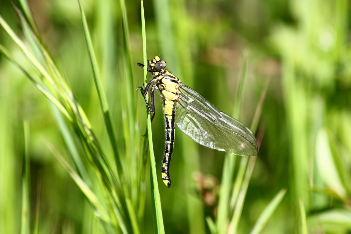 GONFIDI.Gonphus vulgatissimus al primo volo?